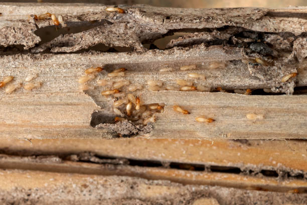Best Pest Inspection Near Me  in Meadow Glade, WA