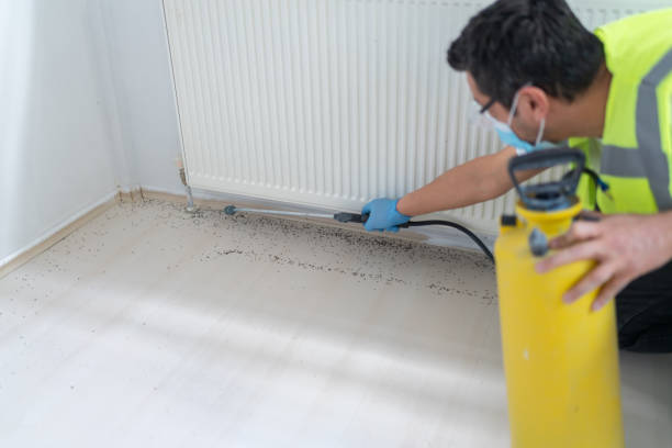 Best Ant Control Services  in Meadow Glade, WA