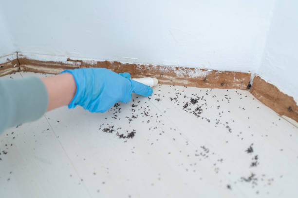 Best Pest Inspection Near Me  in Meadow Glade, WA
